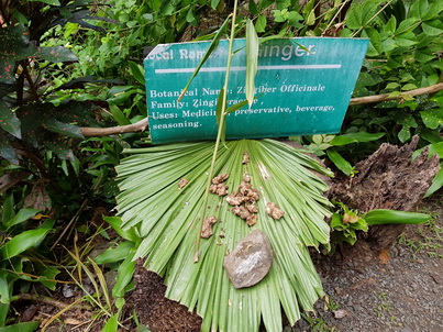    St. Lucia  Lushan Country Life St. Lucia  Lushan Country Life