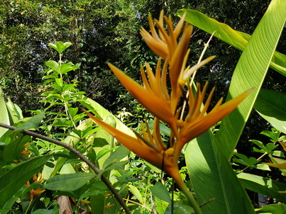    St. Lucia  Lushan Country Life St. Lucia  Lushan Country Life