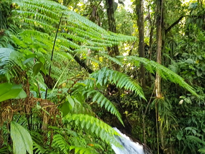   Guadelope Krebswasserfall Cascade aux Ecrevisses Guadelope Krebswasserfall Cascade aux Ecrevisses