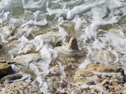   Bonaire Conch Berge MuschelbergeBonaire Bonaire Conch Berge Muschelberge