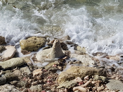   Bonaire Conch Berge MuschelbergeBonaire Bonaire Conch Berge Muschelberge