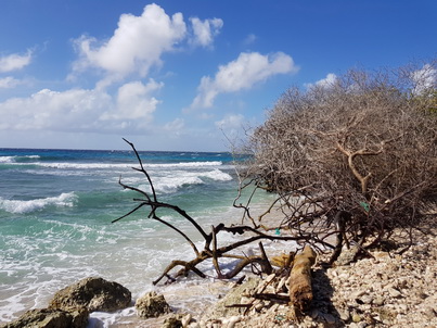   Bonaire Conch Berge MuschelbergeBonaire Bonaire Conch Berge Muschelberge