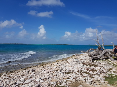   Bonaire Conch Berge MuschelbergeBonaire Bonaire Conch Berge Muschelberge