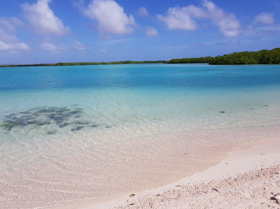 Bonaire Schnorcheln mit MeeresschildkröteBonaire Schnorcheln mit Meeresschildkröten