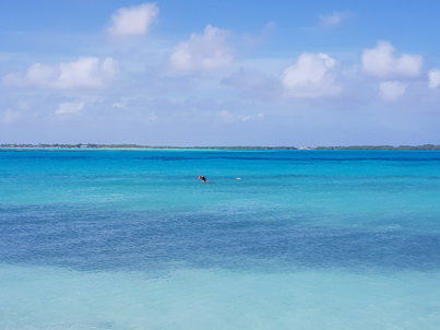   Bonaire Schnorcheln mit MeeresschildkröteBonaire Schnorcheln mit Meeresschildkröten