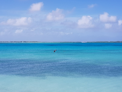   Bonaire Schnorcheln mit MeeresschildkröteBonaire Schnorcheln mit Meeresschildkröten