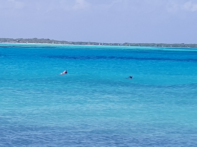   Bonaire Schnorcheln mit MeeresschildkröteBonaire Schnorcheln mit Meeresschildkröten