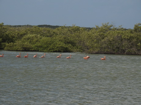 Bonaire Flamingos Flamingo