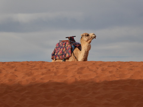  Marokko Agadir Rasbouka Duenen  Camalrace 