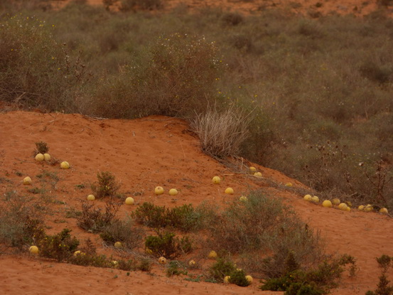  Marokko Agadir Rasbouka Duenen  Chtouka Ait Baha Province,سيدي وساي,Marokko