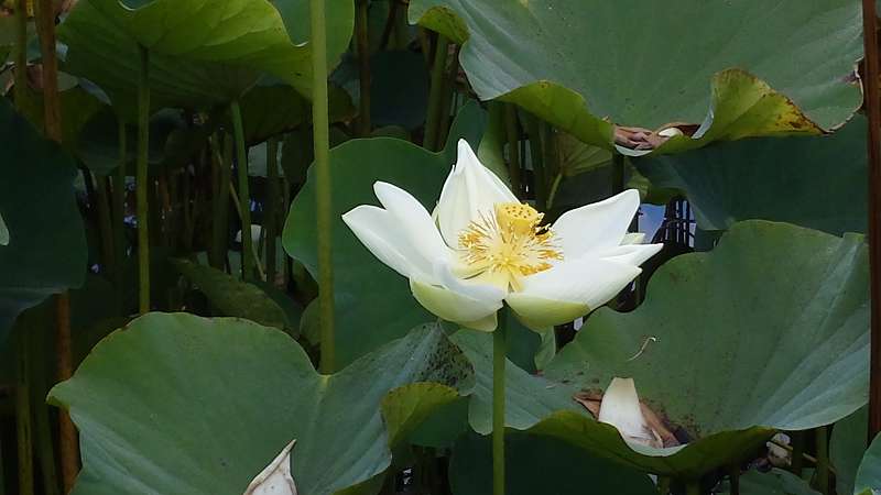 Mauritius Botanischer Garten  Sir Seewoosagur Ramgoolam Botanical Garden Pampelmousse