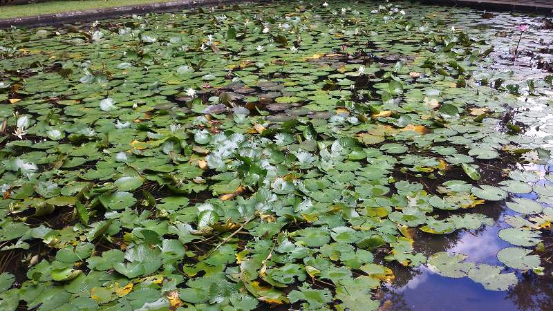 Mauritius Botanischer Garten  Sir Seewoosagur Ramgoolam Botanical Garden Pampelmousse