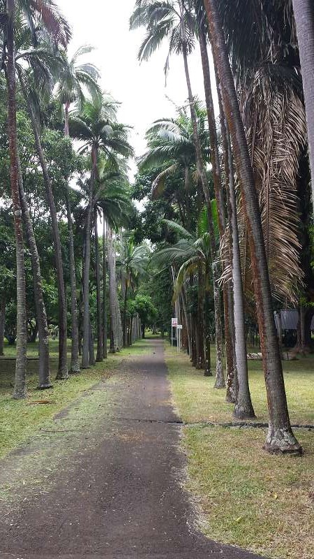 Mauritius Botanischer Garten  Sir Seewoosagur Ramgoolam Botanical Garden Pampelmousse