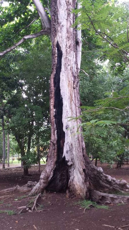 Mauritius Botanischer Garten  Sir Seewoosagur Ramgoolam Botanical Garden Pampelmousse