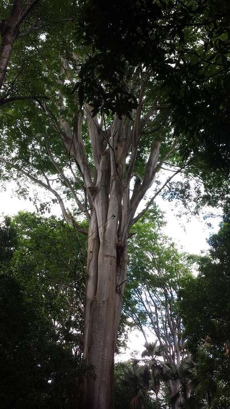 Mauritius Botanischer Garten  Sir Seewoosagur Ramgoolam Botanical Garden Pampelmousse