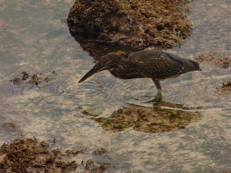 Hilton Northolme Seychelles Vögel Reiher am Ufer 