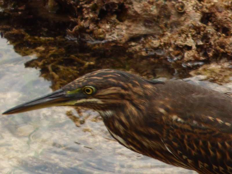 Hilton Northolme Seychelles Vögel Reiher am Ufer 