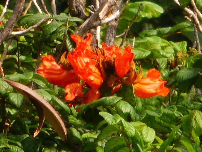 Hilton Northolme Seychelles Tulpenbaum