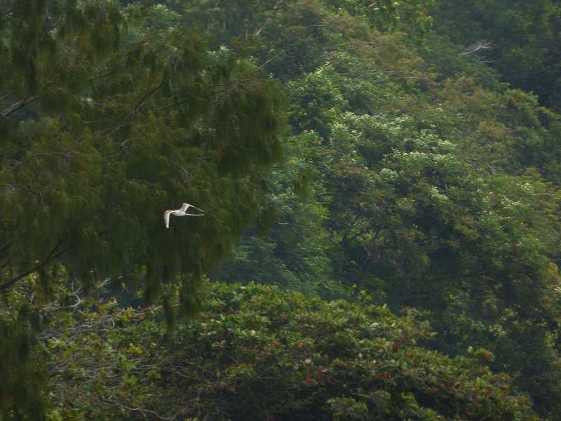 Hilton Northolme Seychelles Seeschwalbe  Weißschwanz-Tropikvogel