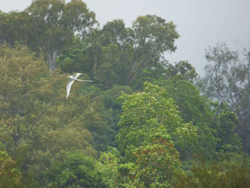 Hilton Northolme Seychelles Seeschwalbe  Weißschwanz-Tropikvogel