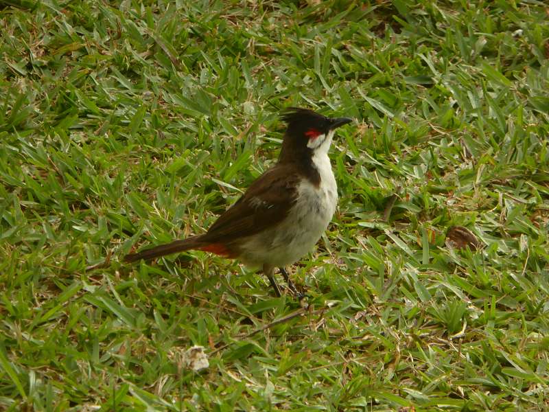 Mauritius Rotohrbülbül (Pycnonotus jocosus)  Le Victoria Beachcomber Hotel Mauritius Vögel