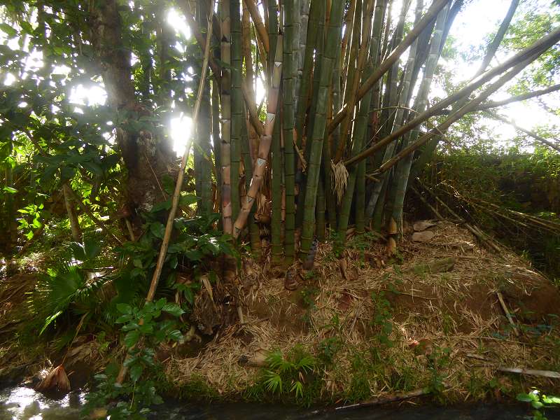 Mauritius Botanischer Garten  Sir Seewoosagur Ramgoolam Botanical Garden Pampelmousse