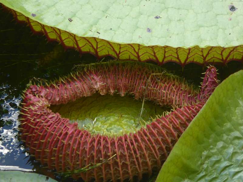 Mauritius Botanischer Garten  Sir Seewoosagur Ramgoolam  Hybride Victoria amazonica × Victoria cruziana