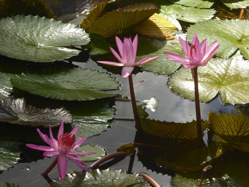 Mauritius Botanischer Garten  Sir Seewoosagur Ramgoolam  Hybride Victoria amazonica × Victoria cruziana