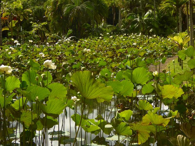   Mauritius Botanischer Garten Lotusblüte Seewoosagur Ramgoolam Botanical Garden PampelmouMauritius Botanischer Garten Lotusblüte Seewoosagur Ramgoolam Botanical Garden Pampelmou