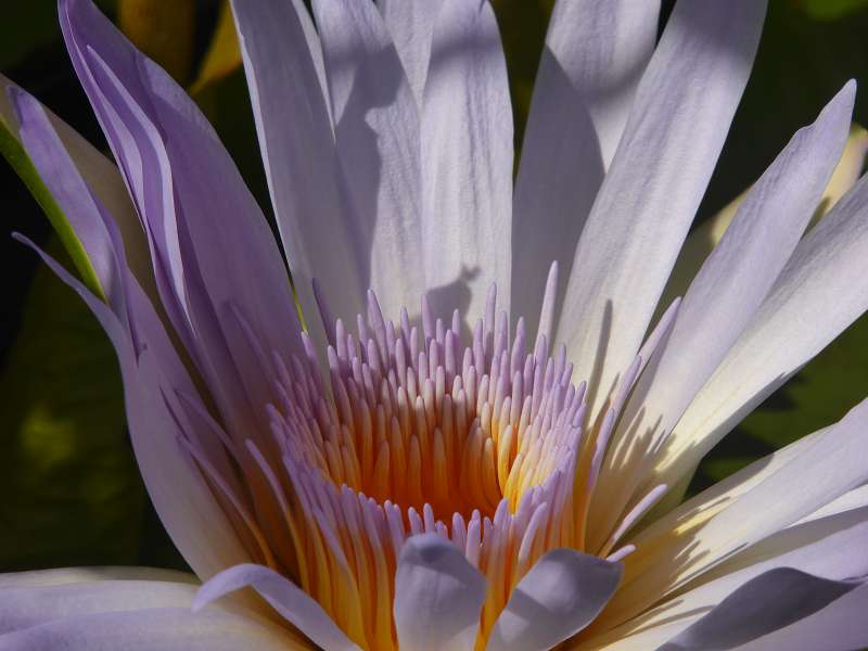   Mauritius Botanischer Garten Lotusblüte Seewoosagur Ramgoolam Botanical Garden PampelmouMauritius Botanischer Garten Lotusblüte Seewoosagur Ramgoolam Botanical Garden Pampelmou