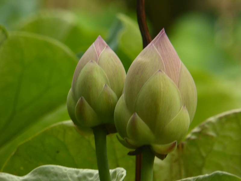 Lotusblüte Seewoosagur Ramgoolam Botanical Garden Pampelmou