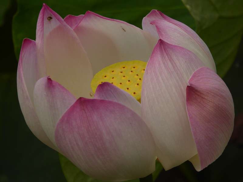 Lotusblüte Seewoosagur Ramgoolam Botanical Garden Pampelmou