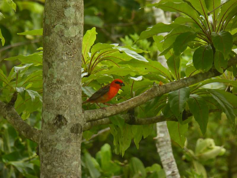 Mauritius Cap Webervogels Le Victoria Beachcomber Hotel Mauritius Vögel