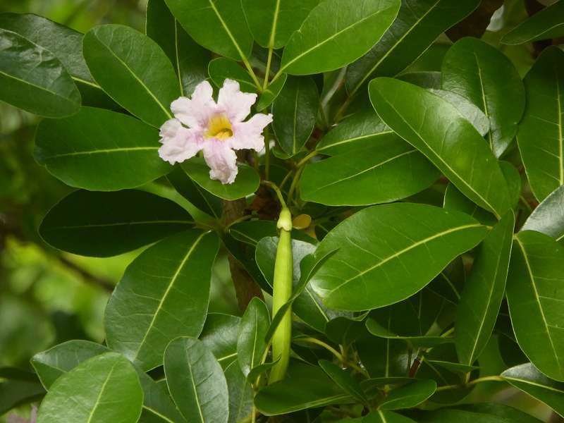 Mauritius Botanischer Garten  Sir Seewoosagur Ramgoolam Botanical Garden Pampelmousse