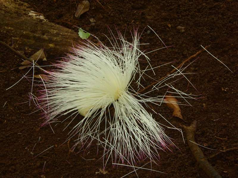 Mauritius Botanischer Garten  Sir Seewoosagur Ramgoolam Botanical Garden Pampelmousse