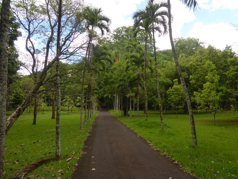 bonnet de pretre arbre  Bonnet Carre  Arbre de La Réunion. Barringtonia asiatica. Barringtonia asiatica