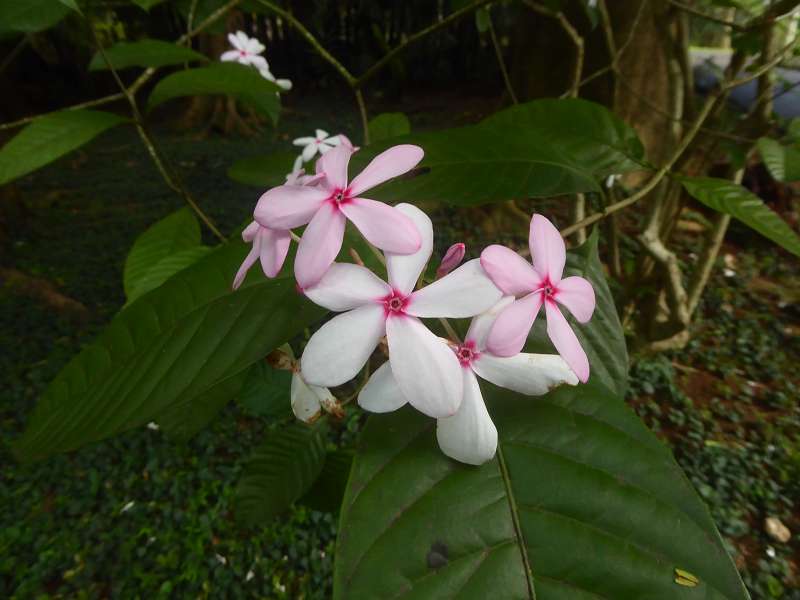 Mauritius Botanischer Garten  Sir Seewoosagur Ramgoolam Botanical Garden Pampelmousse