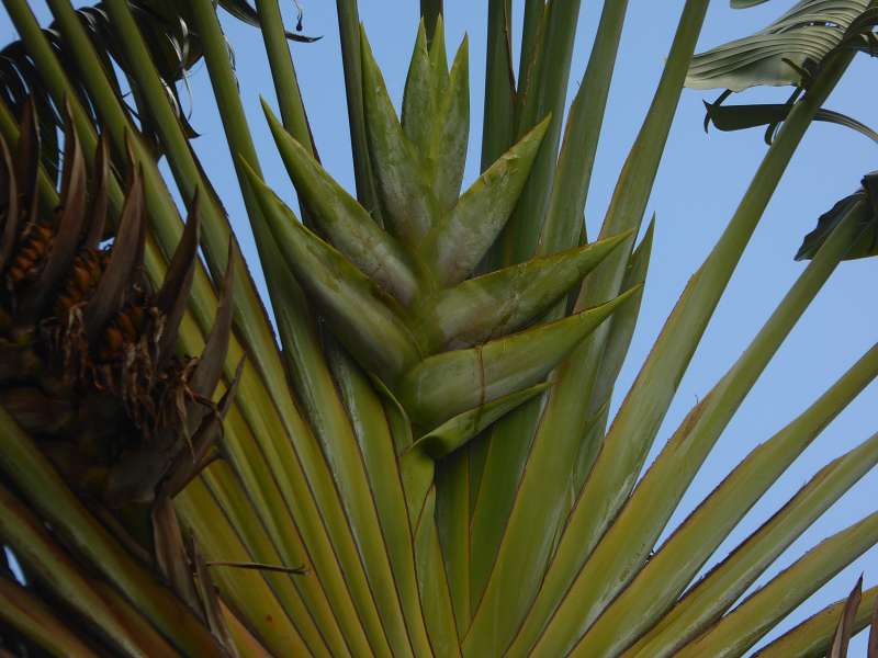 Mauritius Botanischer Garten  Sir Seewoosagur Ramgoolam Botanical Garden Baum des Reisenden