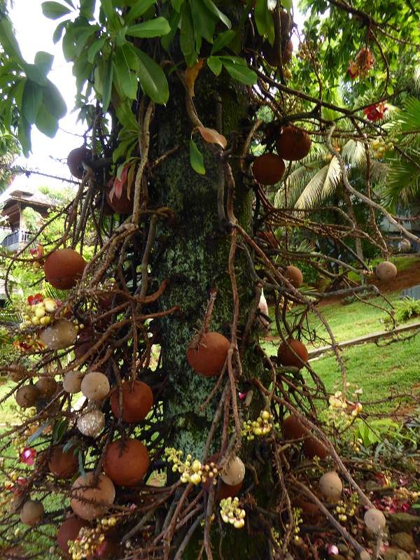 Hilton Northolme Seychelles Cannonballtree Kanonenkugel-Baum (Kanonenkugelbaum)