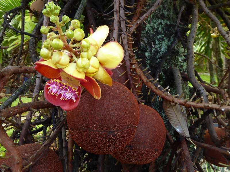 Hilton Northolme Seychelles Cannonballtree Kanonenkugel-Baum (Kanonenkugelbaum)