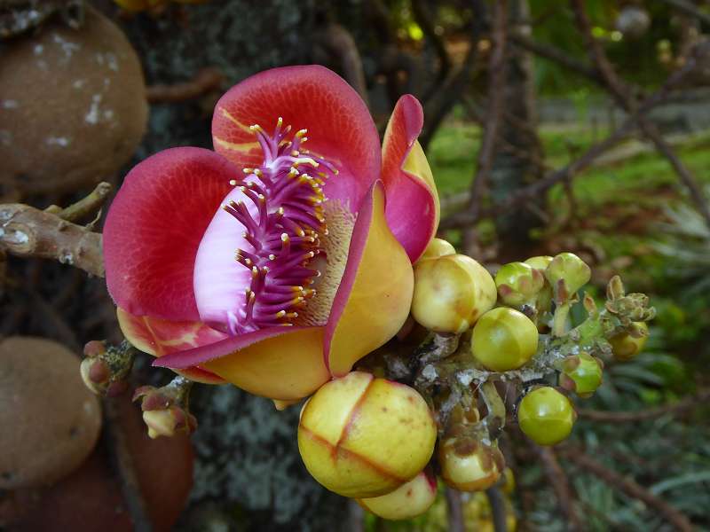 Hilton Northolme Seychelles Cannonballtree Kanonenkugel-Baum (Kanonenkugelbaum)