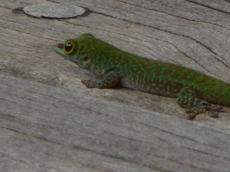 Hilton Northolme Seychelles  Geckos Seychellengecko