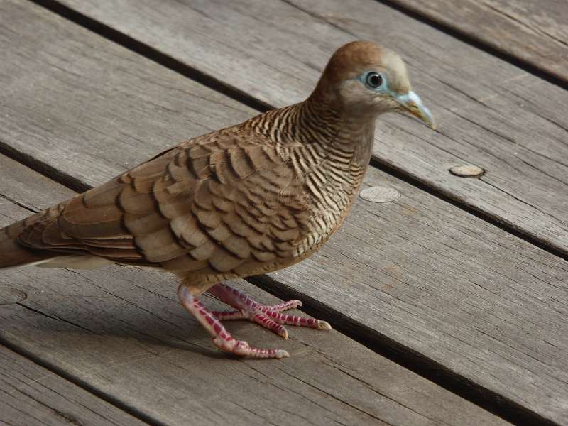 Hilton Northolme Seychelles  Sperbertäubchen  Zebra Dove  Geopelia striata 