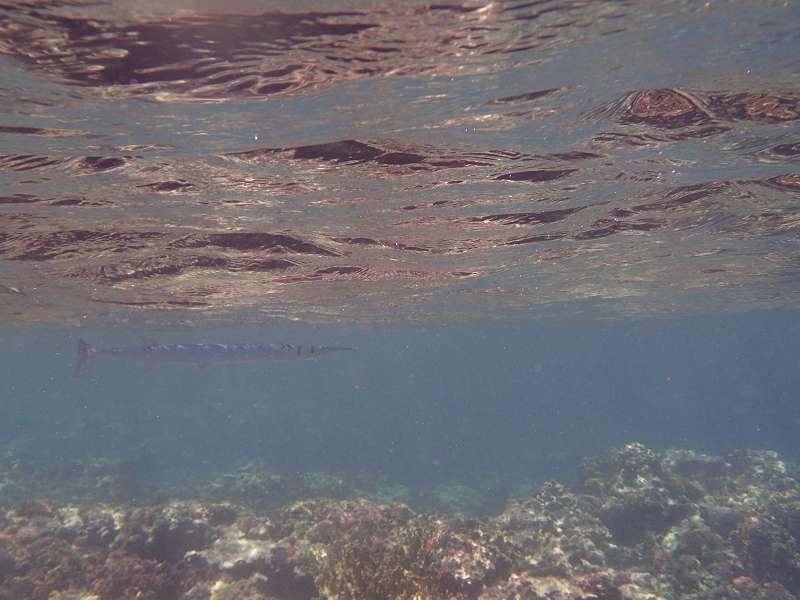 Mauritius Schnorcheln Le Victoria Beachcomber Hotel Mauritius Snorkel