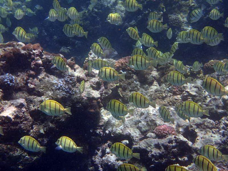 Mauritius Schnorcheln Le Victoria Beachcomber Hotel Mauritius Snorkel