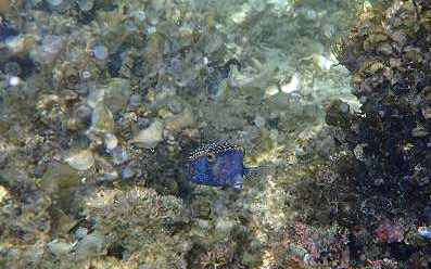 Mauritius Schnorcheln Le Victoria Beachcomber Hotel Mauritius Snorkel Fish Coral 