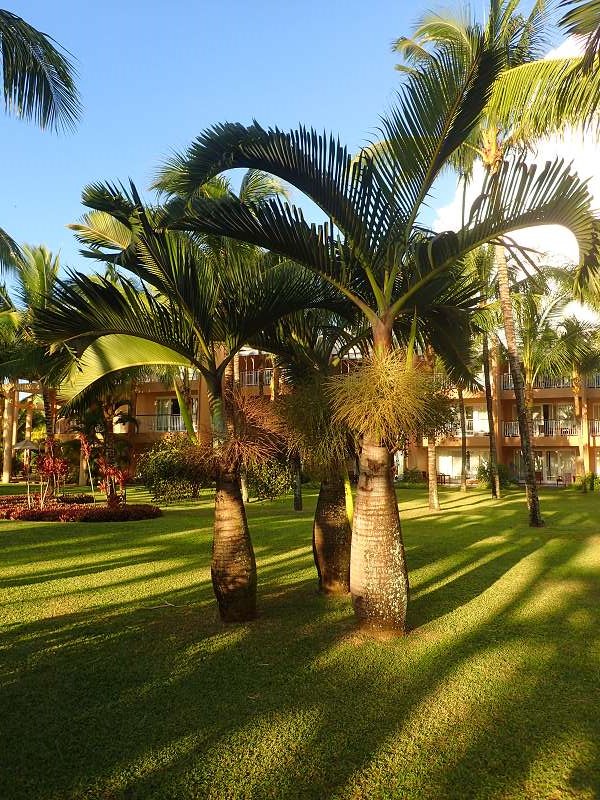 Mauritius Schnorcheln Le Victoria Beachcomber Hotel Mauritius Snorkel Fish Coral 