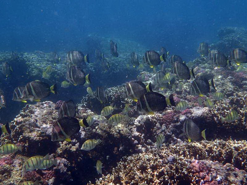 Mauritius Schnorcheln Le Victoria Beachcomber Hotel Mauritius Snorkel Fish Coral Trumpet