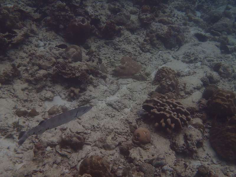 Mahe  Seychelles  Beau Vallon Beach Snorkel Fish and Coral Barrakuda